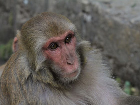 Фото Макак-резус