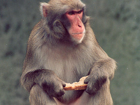 Фото Макак-резус
