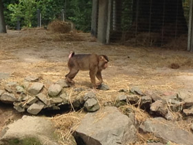 Фото Свинохвостый макак