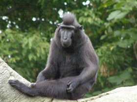 Фото Хохлатый павиан