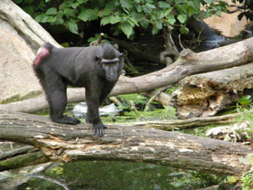 Фото Хохлатый павиан