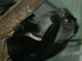 Фото Львинохвостый макак