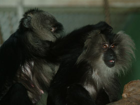 Фото Львинохвостый макак