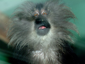 Фото Львинохвостый макак