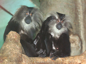 Фото Львинохвостый макак