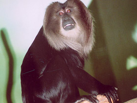 Фото Львинохвостый макак