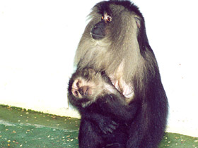 Фото Львинохвостый макак