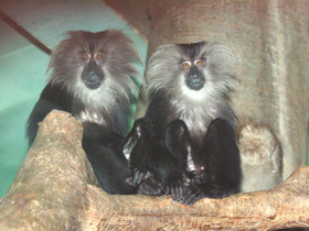 Фото Львинохвостый макак