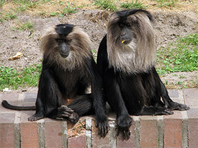 Фото Львинохвостый макак