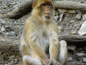 Фото Берберийский макак