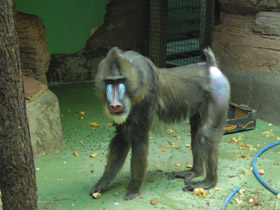 Смотреть фото Мандрил Фото Мандрил