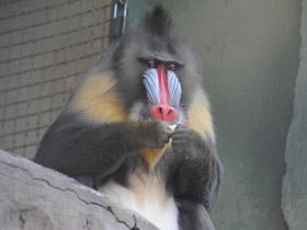 Смотреть фото Мандрил Фото Мандрил