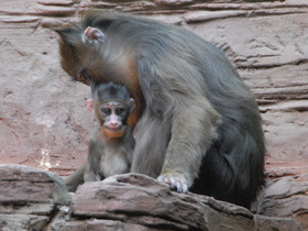 Смотреть фото Мандрил Фото Мандрил