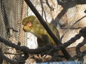 Фото Карликовая мартышка