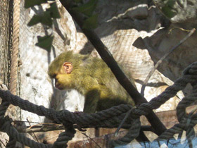 Фото Карликовая мартышка