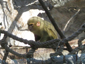 Фото Карликовая мартышка