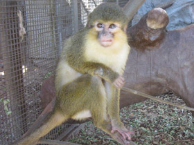 Фото Карликовая мартышка