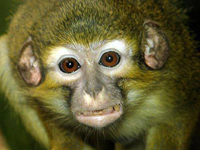 Карликовая мартышка