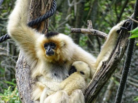 Фото Желтощёкий гиббон