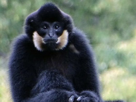 Фото Желтощёкий гиббон