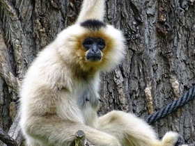 Фото Желтощёкий гиббон