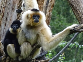 Фото Желтощёкий гиббон