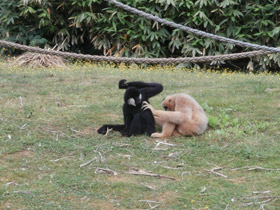 Фото Северный белощекий гиббон