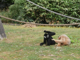 Фото Северный белощекий гиббон