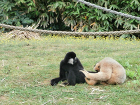 Фото Северный белощекий гиббон