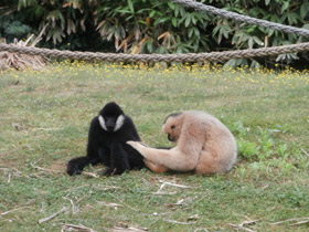 Фото Северный белощекий гиббон