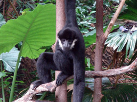 Фото Северный белощекий гиббон