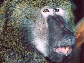 Павиан-анубис