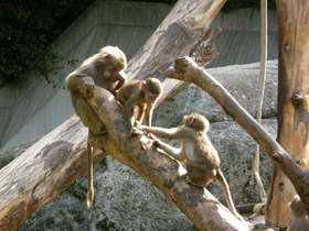 Фото Гамадрил