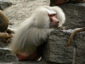 Фото Гамадрил