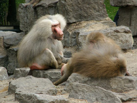 Фото Гамадрил