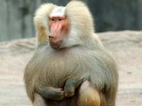 Фото Гамадрил