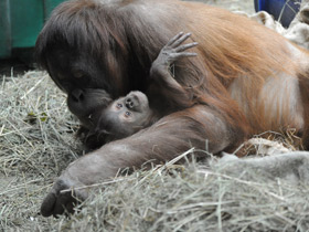 Фото Суматранский орангутан