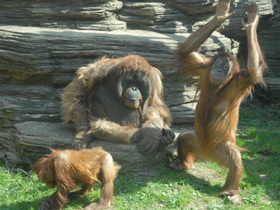 Фото Суматранский орангутан