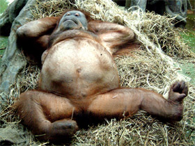 Фото Суматранский орангутан