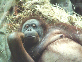 Суматранский орангутан