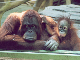 Суматранский орангутан