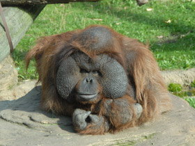 Фото Борнейский орангутан