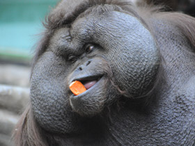 Борнейский орангутан