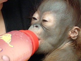 Фото Борнейский орангутан