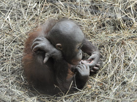 Фото Борнейский орангутан