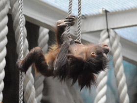 Фото Борнейский орангутан