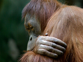 Фото Борнейский орангутан