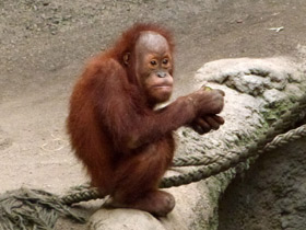 Фото Борнейский орангутан