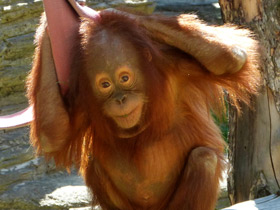 Фото Борнейский орангутан