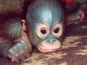 Борнейский орангутан